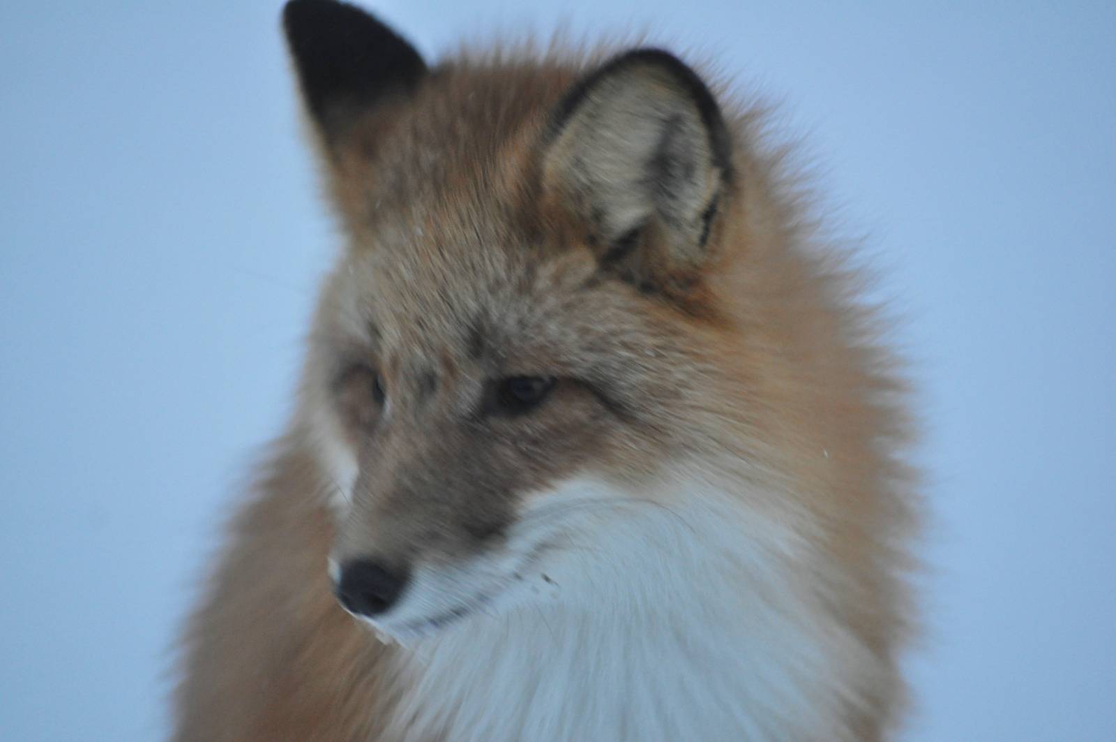 Red Fox - Alaska