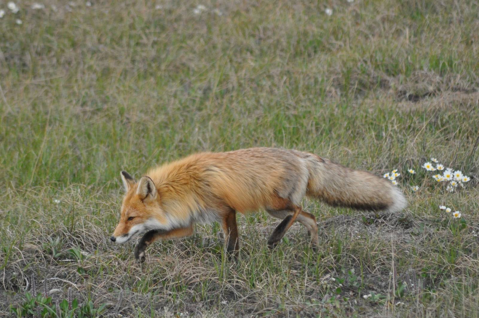 Red Fox - Alaska