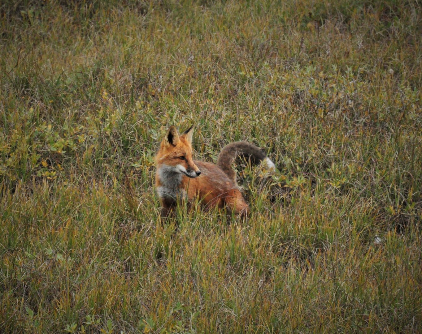 Red Fox - Alaska