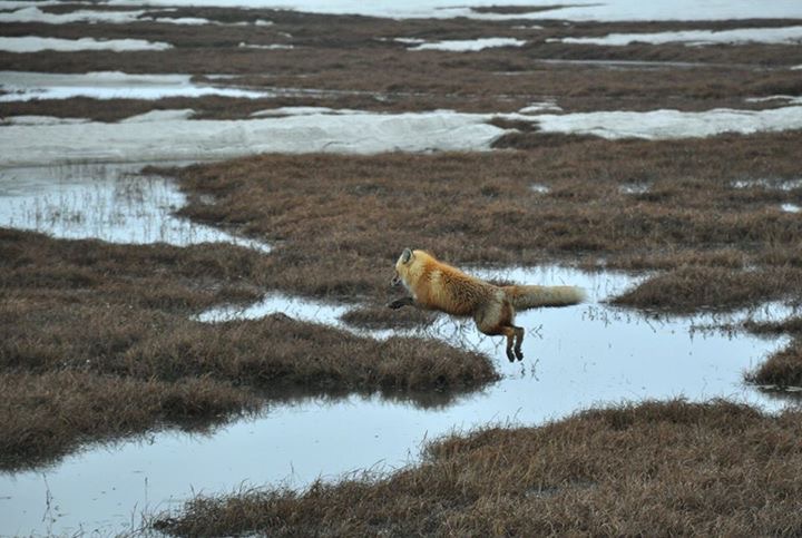 Red Fox - Alaska
