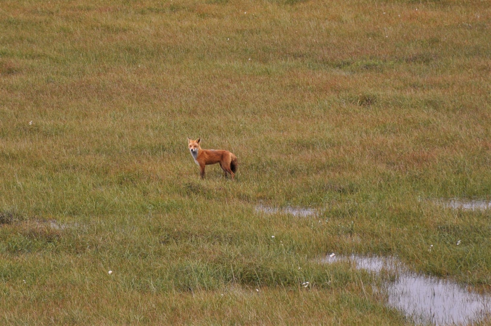 Red Fox - Alaska