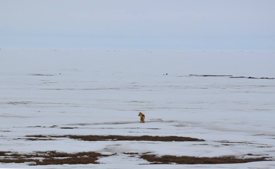 Red Fox - Alaska