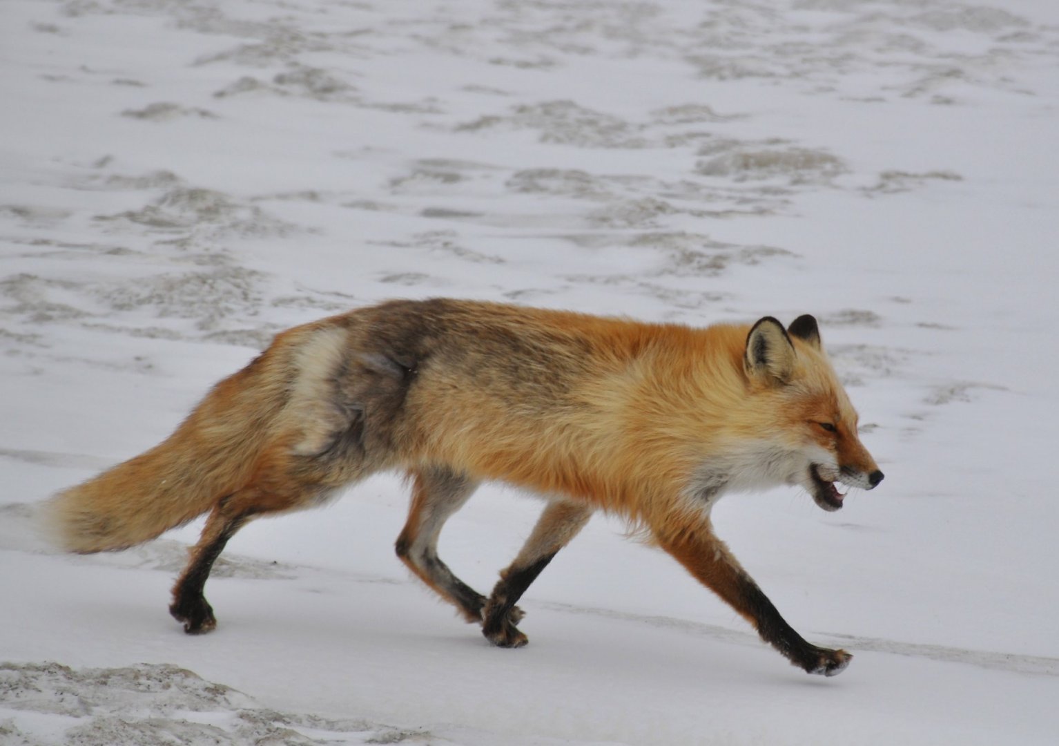 Red Fox - Alaska