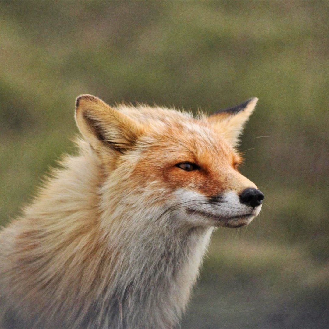 Red Fox - Alaska