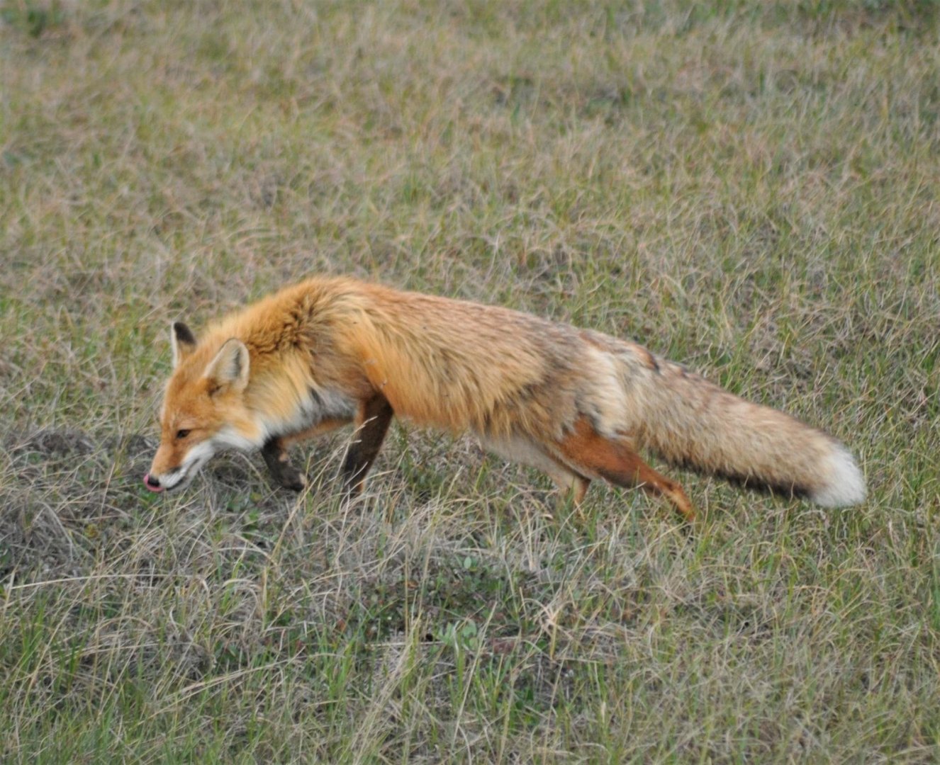 Red Fox - Alaska