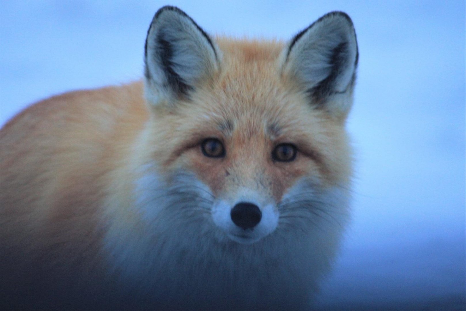 Red Fox - Alaska