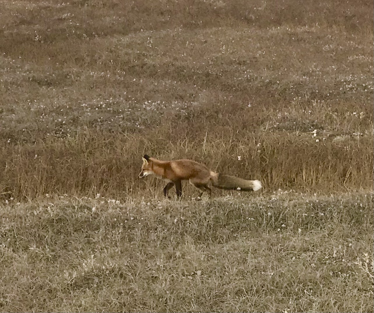 Red Fox - Alaska