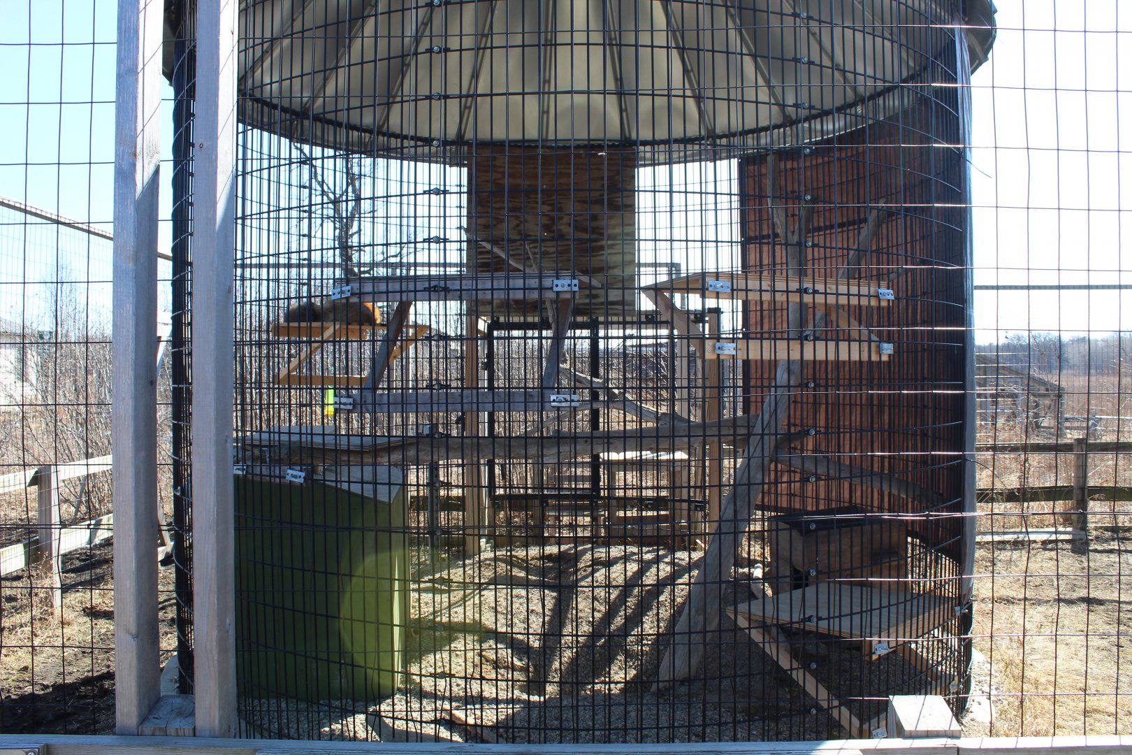 Red Fox and Arctic Fox Exhibit