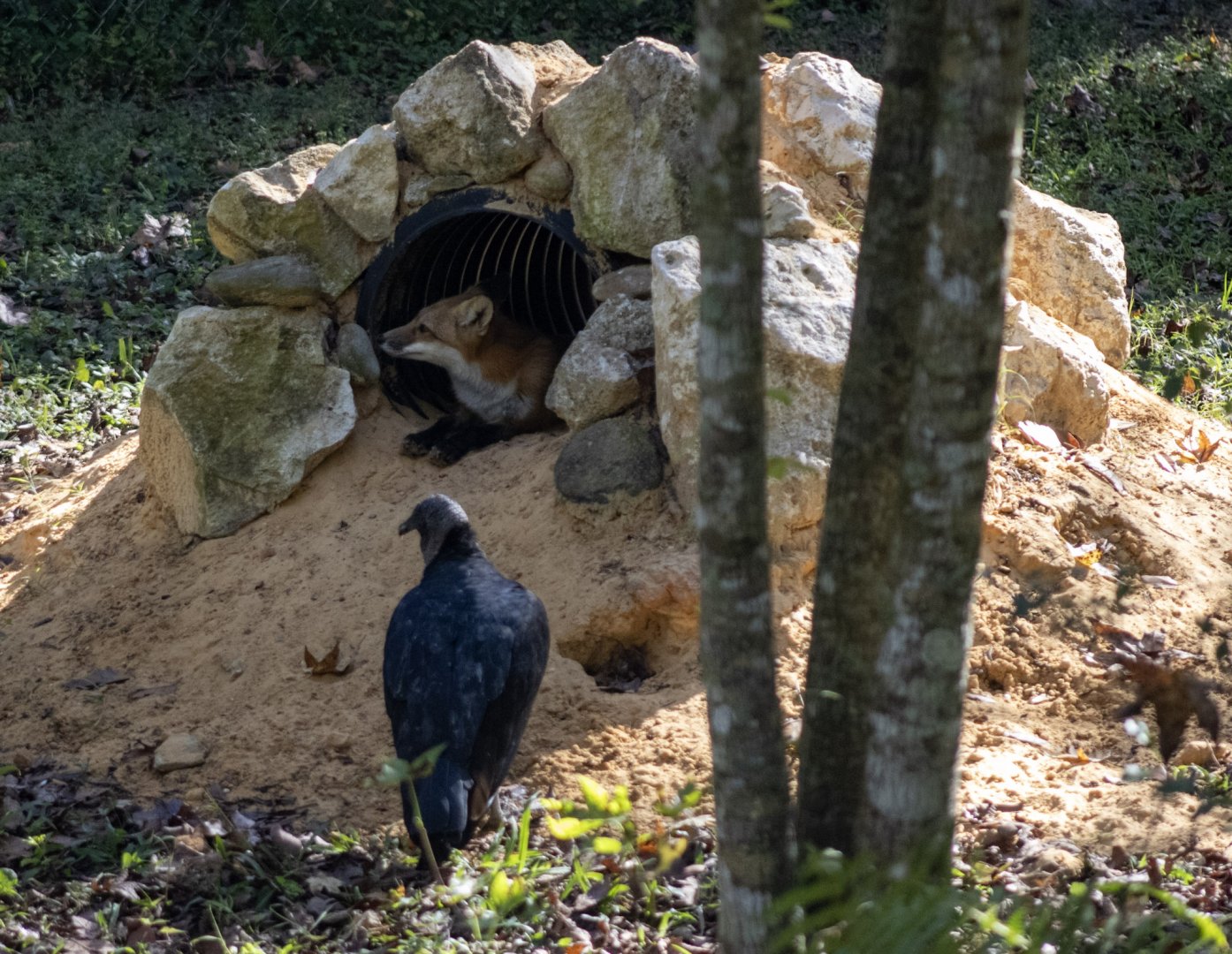 Red Fox and Black Vulture
