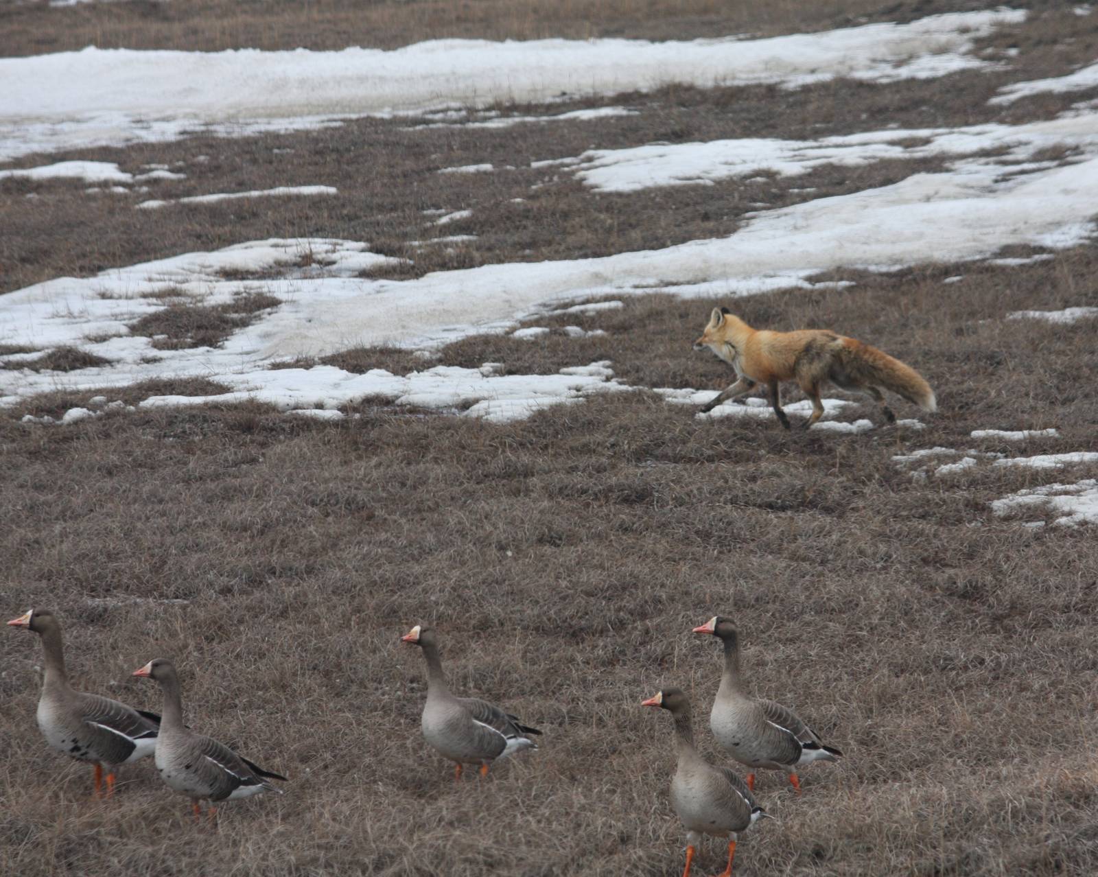 Red Fox and Greater White-fronted Geese - Alaska