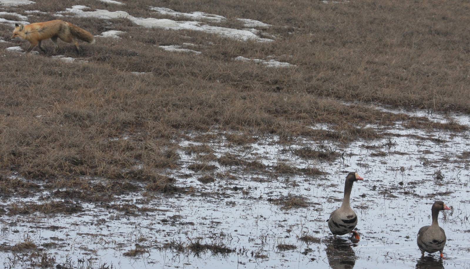 Red Fox and Greater White-fronted Geese - Alaska