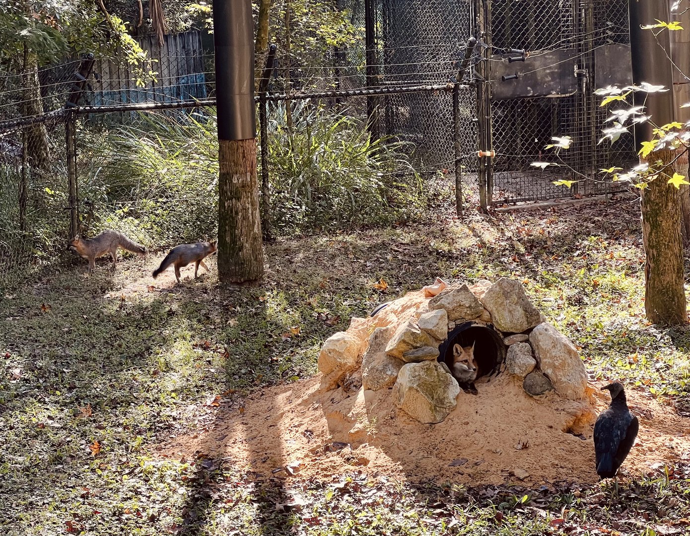 Red Fox and Grey Fox exhibit