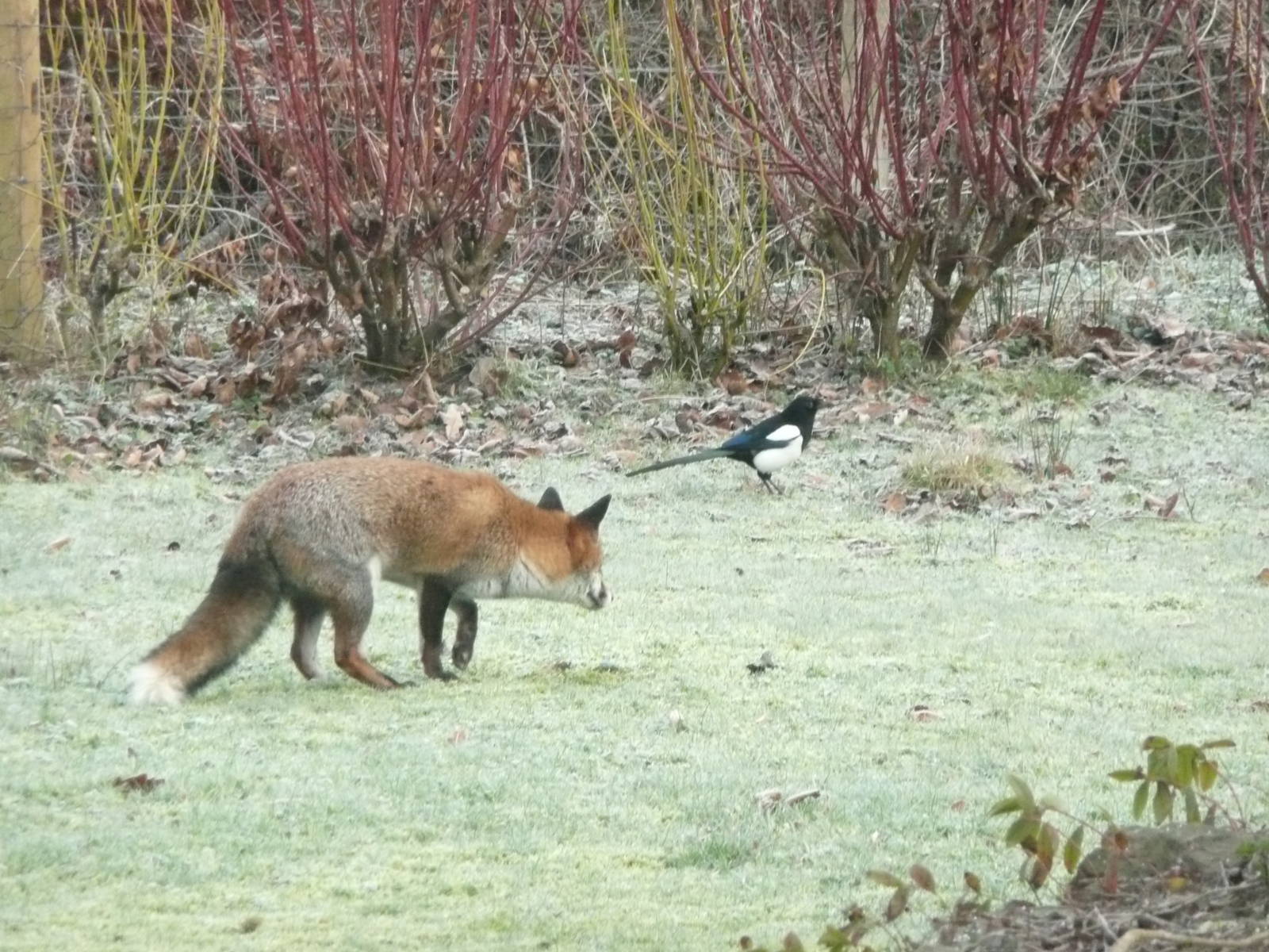 Red Fox and Magpie