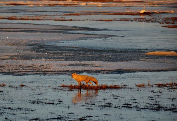 Red Fox and Tundra Swan