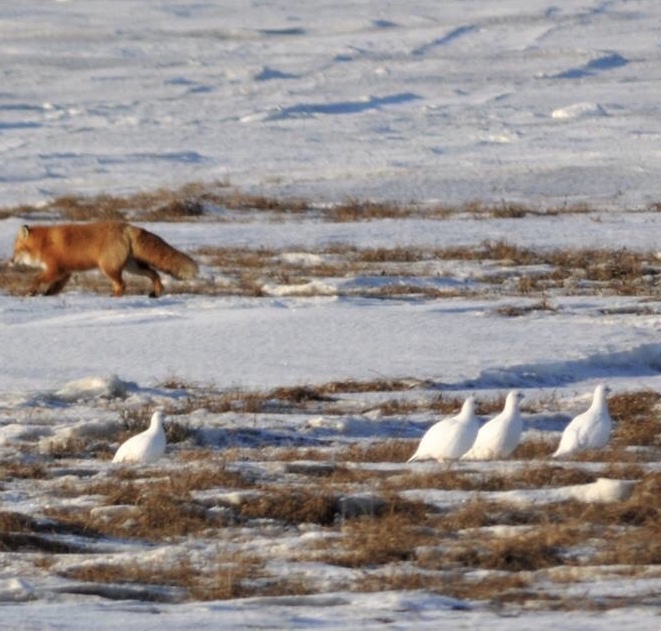 Red Fox and Willow Ptarmigan - Alaska