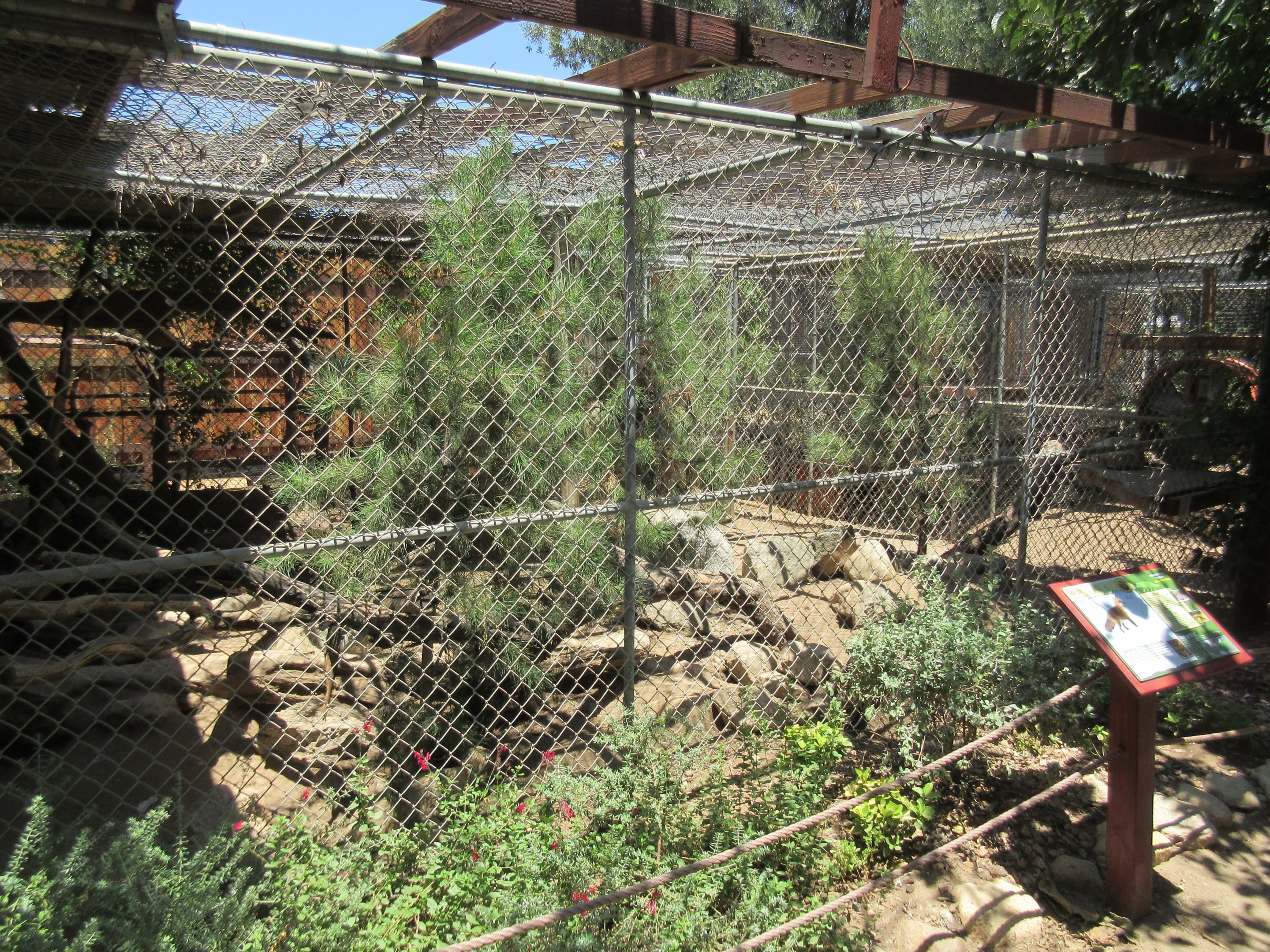 Red Fox/Arctic Fox Exhibit (they rotate)