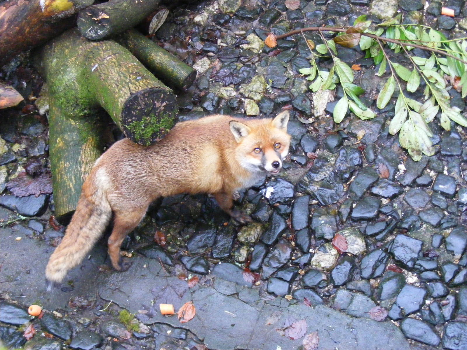 Red fox at Dartmoor Zoo, 30 December 2010