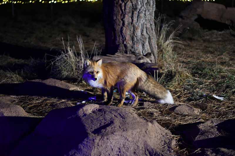 red fox at night