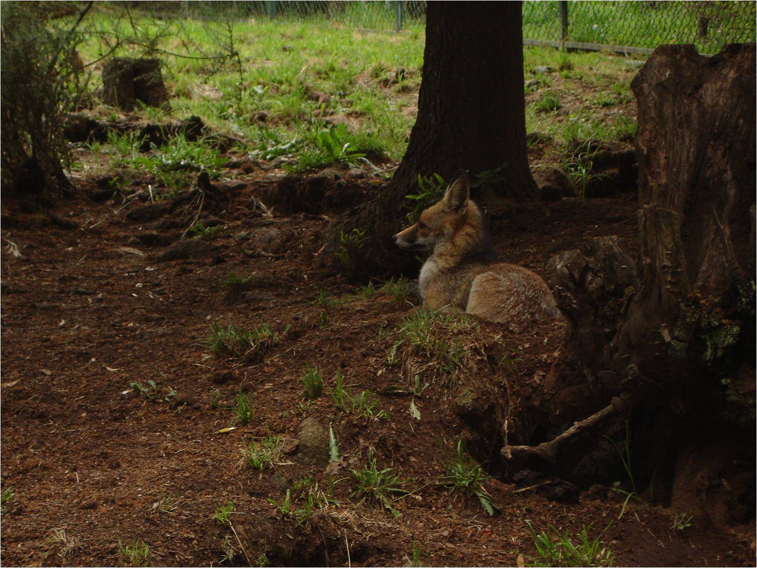 Red Fox at Parque Biológico de Gaia, 20/04/11