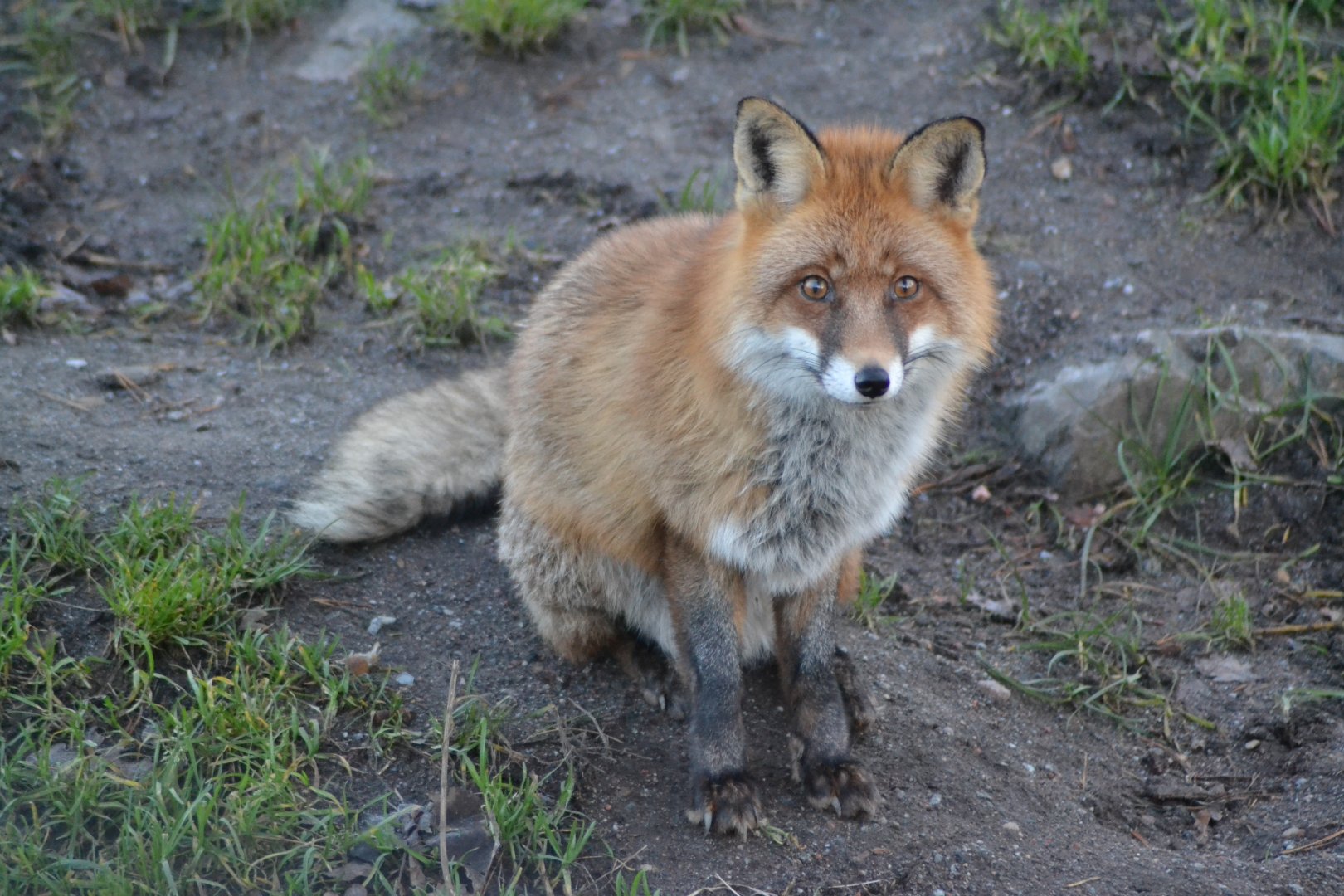 Red fox at Skansen, Stockholm