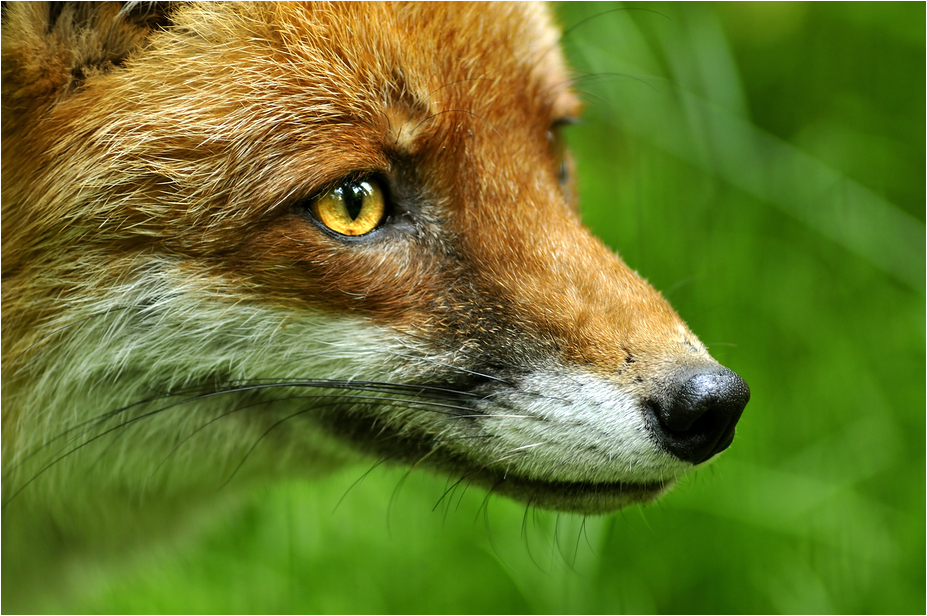 Red fox at Wildpark Schwarze Berge