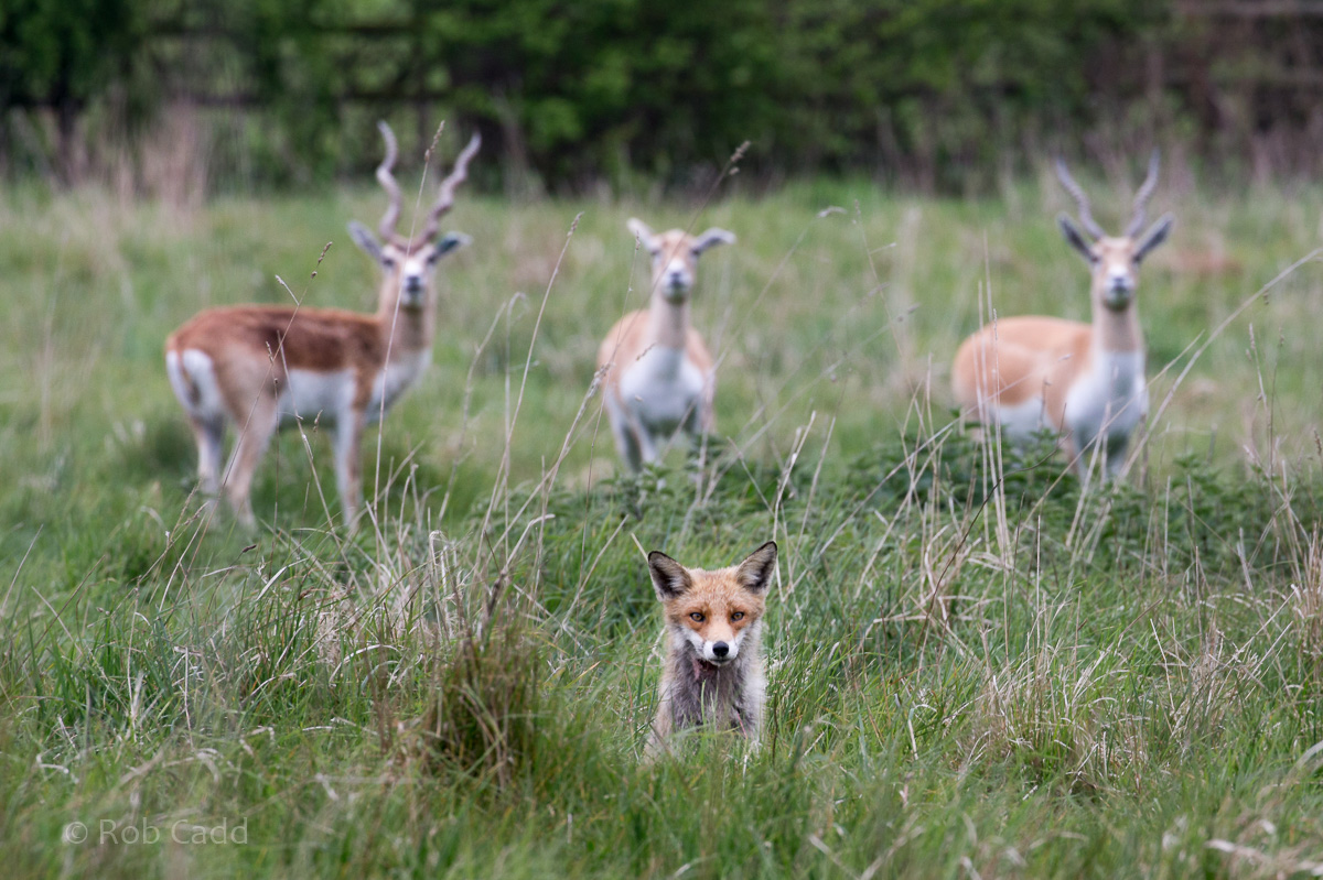 Red fox; blackbuck : Port Lympne : 05 May 2017