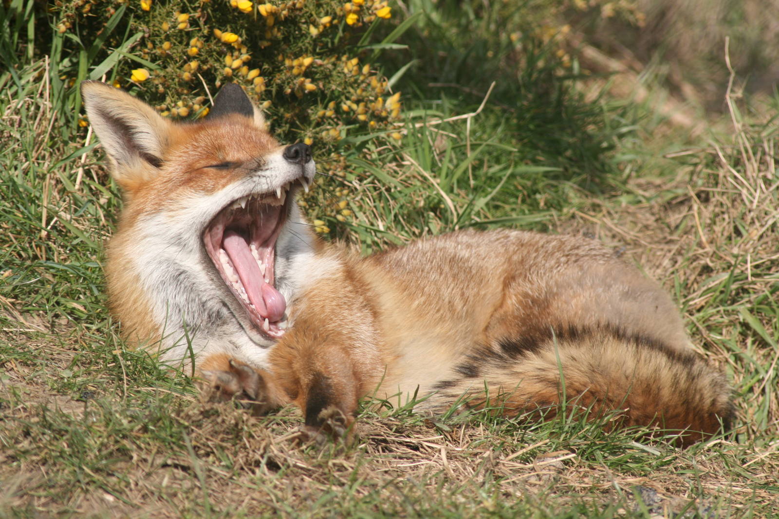 red fox; British Wildlife Centre; 14th March 2010