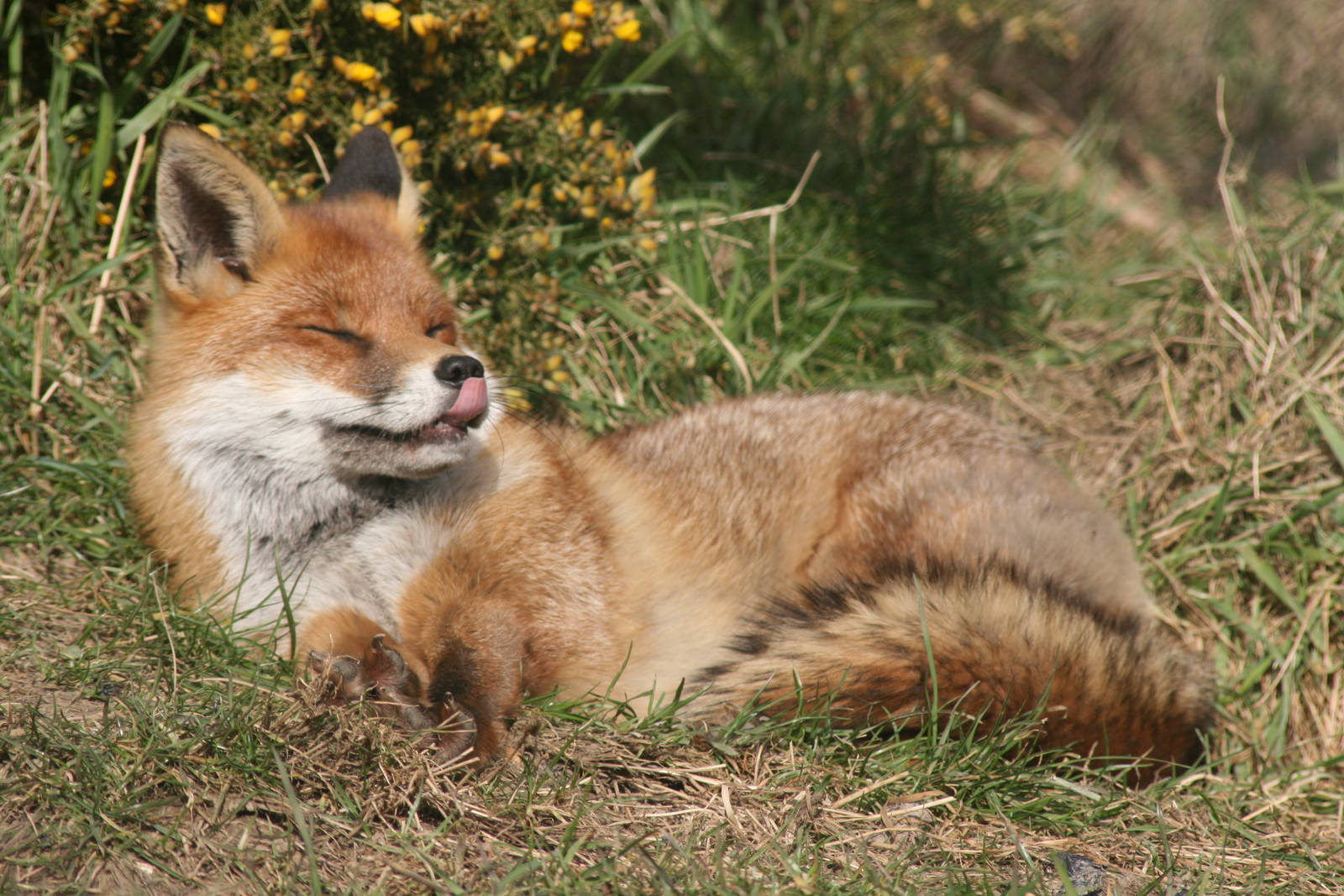 red fox; British Wildlife Centre; 14th March 2010