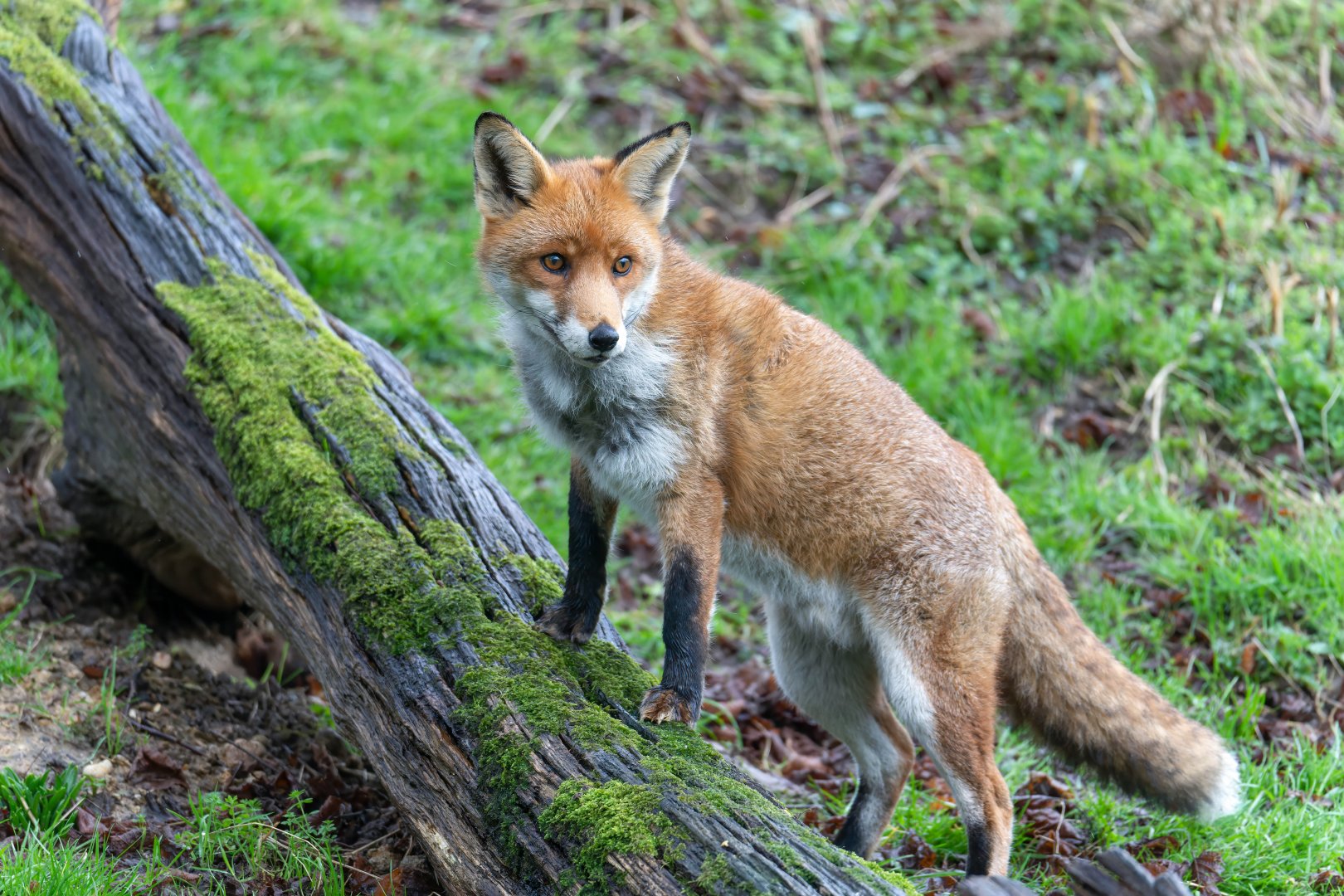 Red fox, British Wildlife Centre, UK