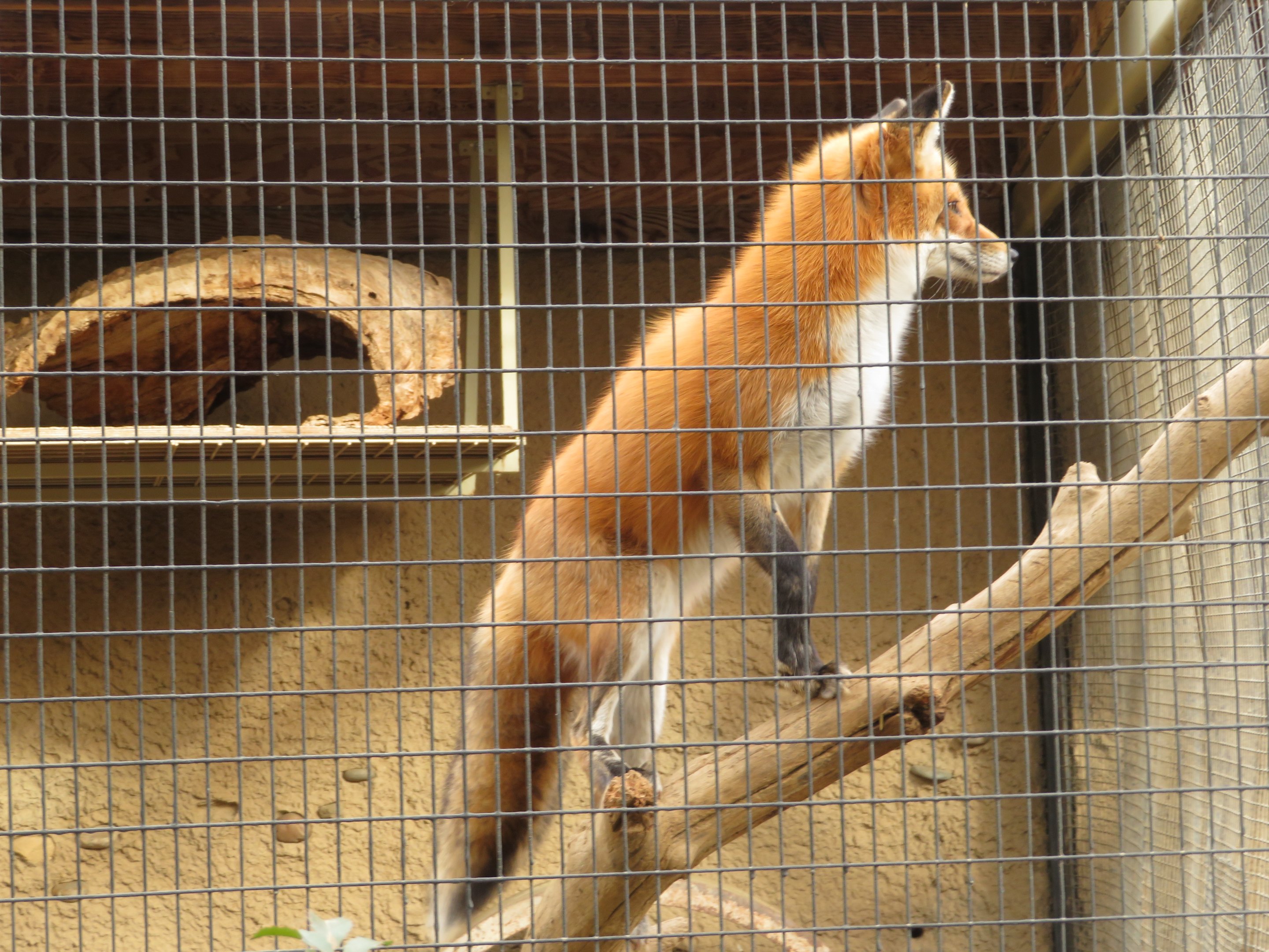 Red Fox Climbing