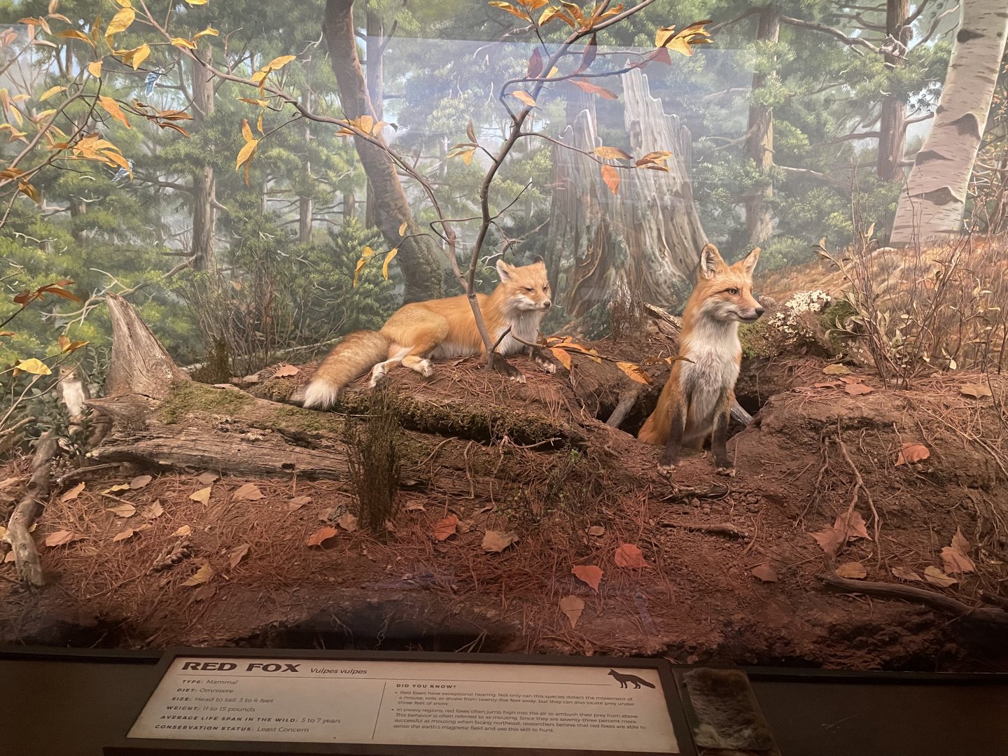 Red Fox Diorama
