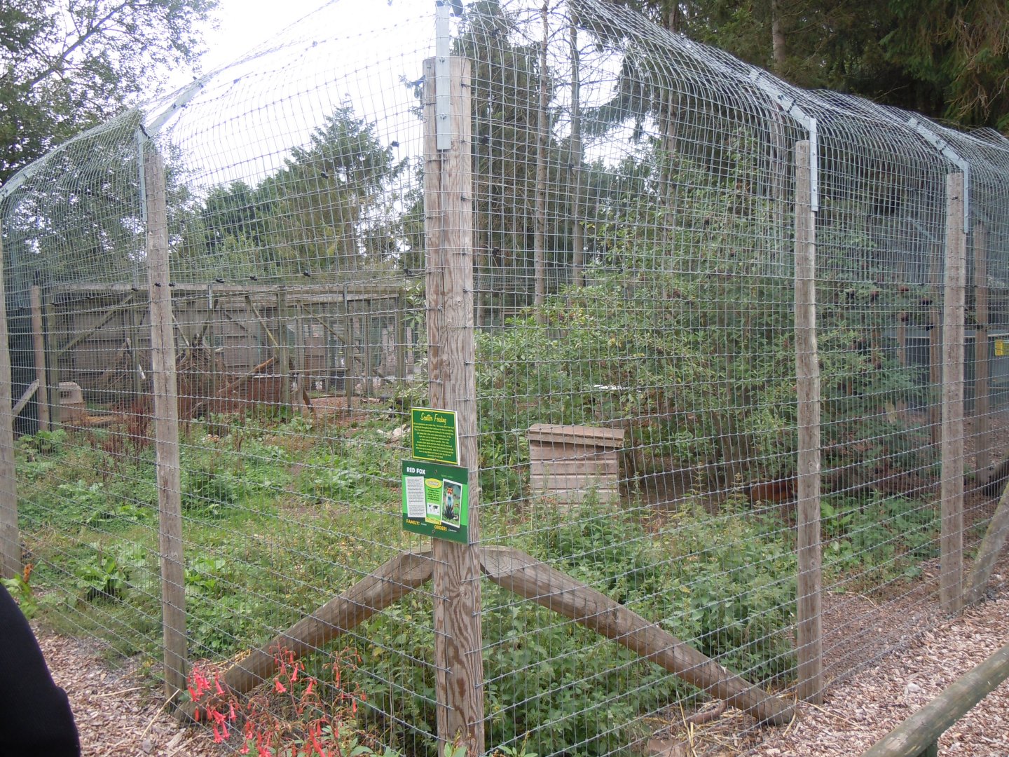 Red fox enclosure 100920