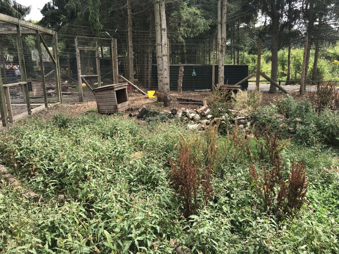 Red fox enclosure 210718
