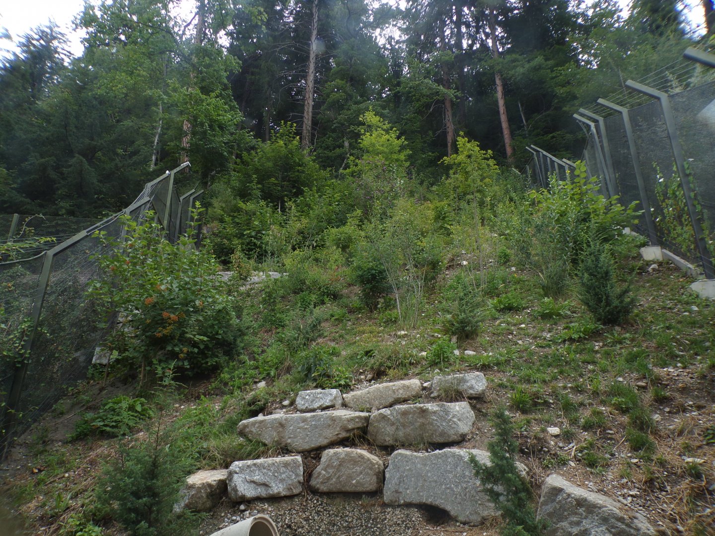 Red fox enclosure 9.7.25