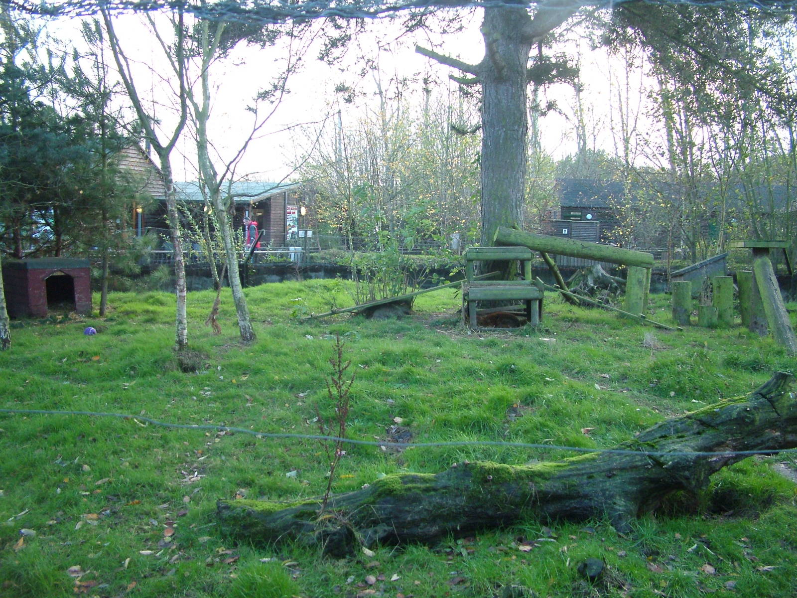 Red Fox enclosure at Wildwood 28/11/09