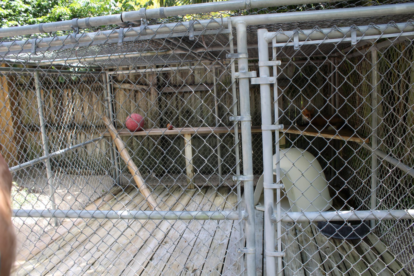 Red Fox Enclosure - Mccarthy Wildlife Sanctuary