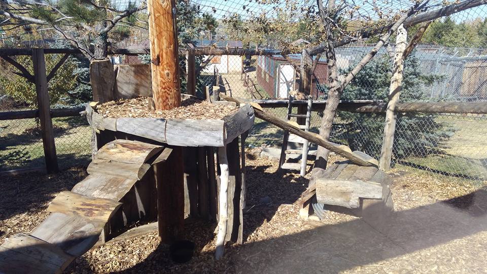 Red fox enclosure