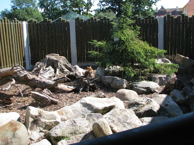 Red fox enclosure