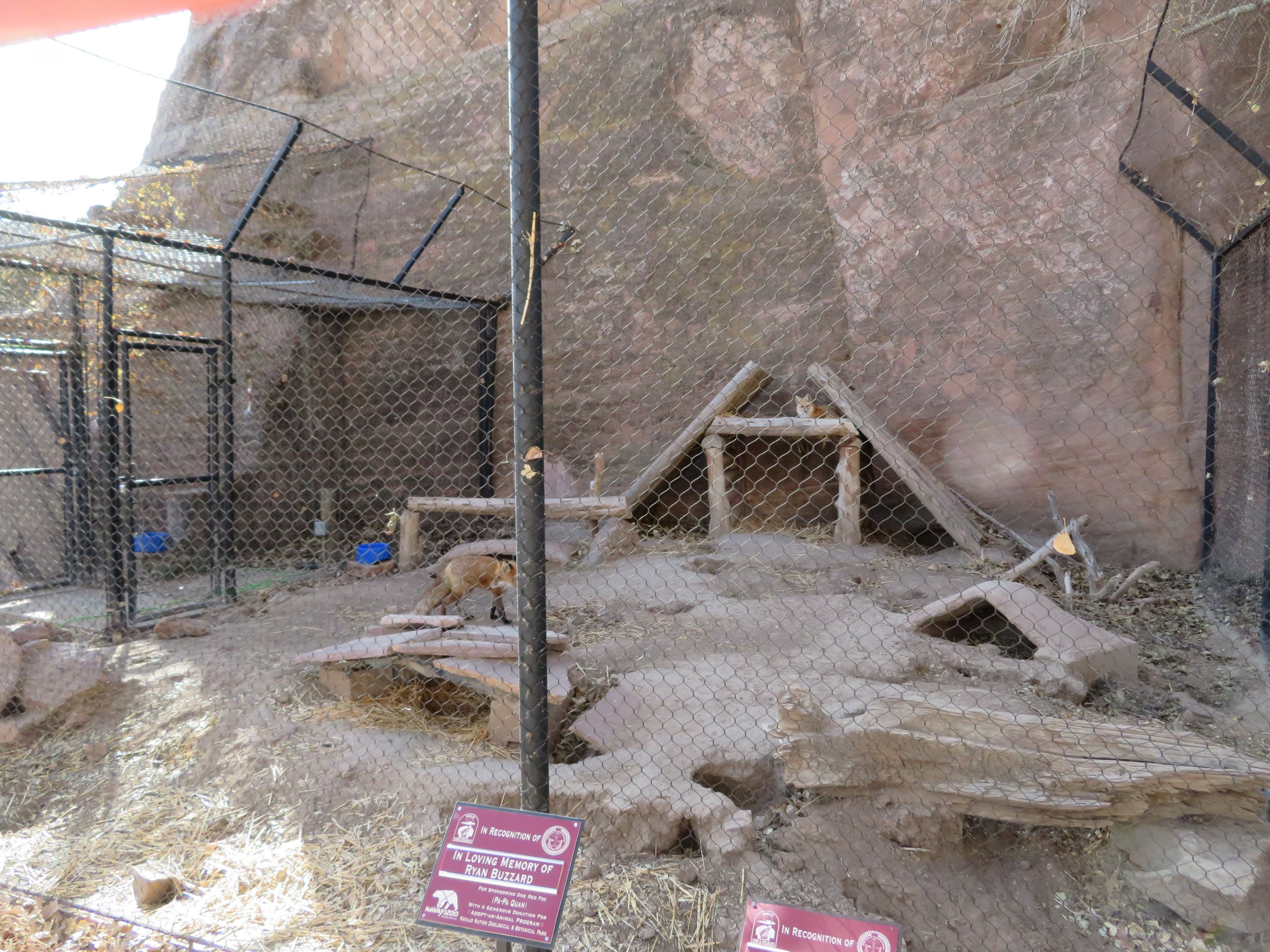 Red Fox Enclosure