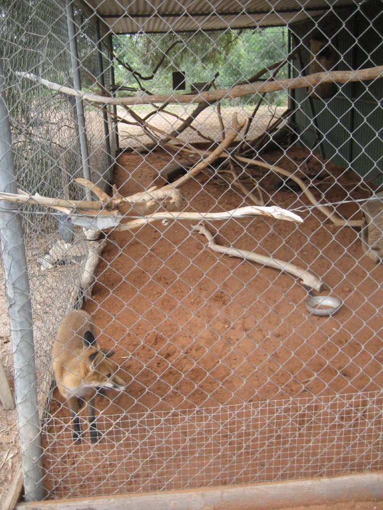 Red Fox enclosure