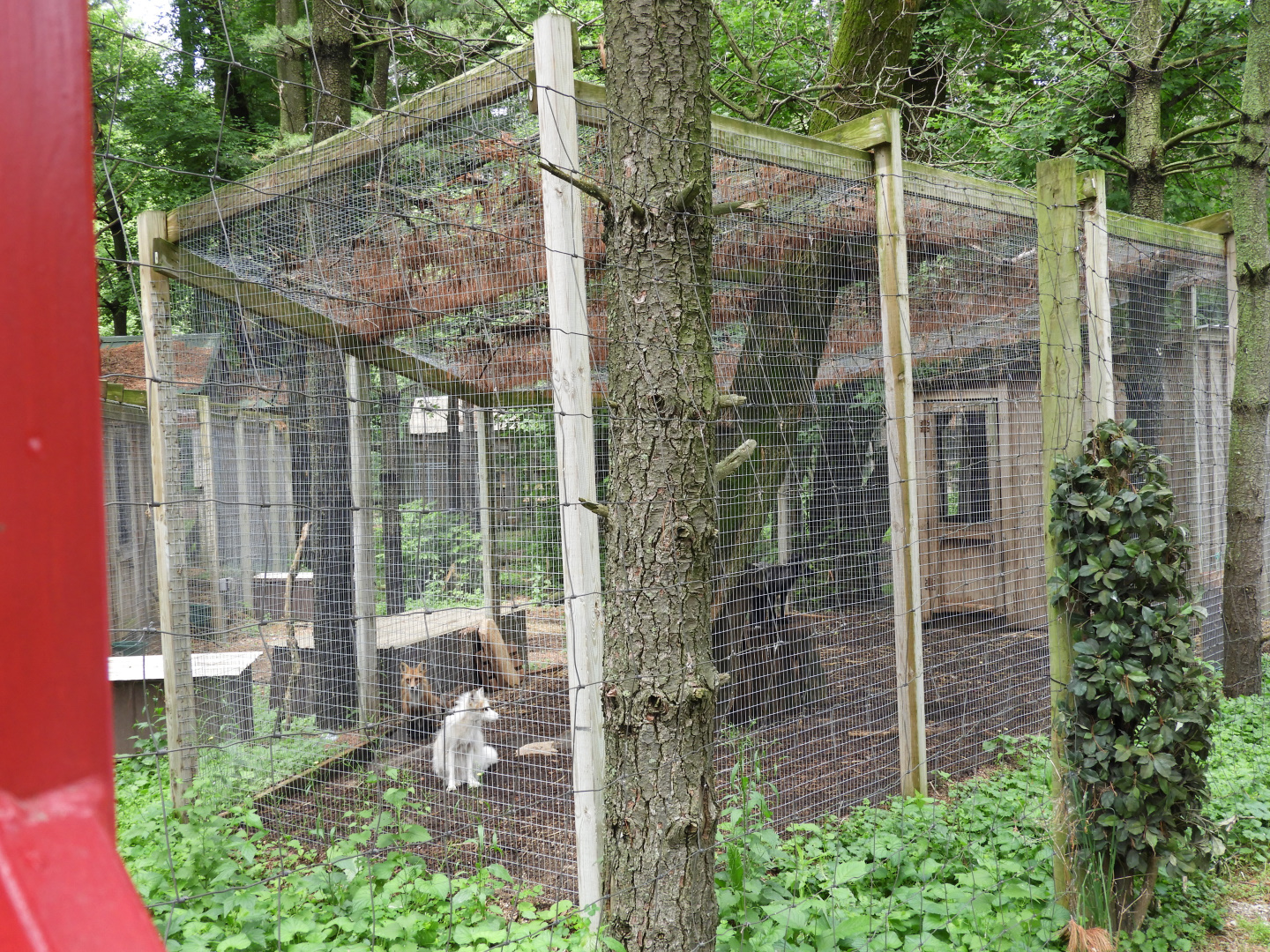 Red Fox exhibit #1 - Wilderness Trail - Animal Gardens Petting Zoo
