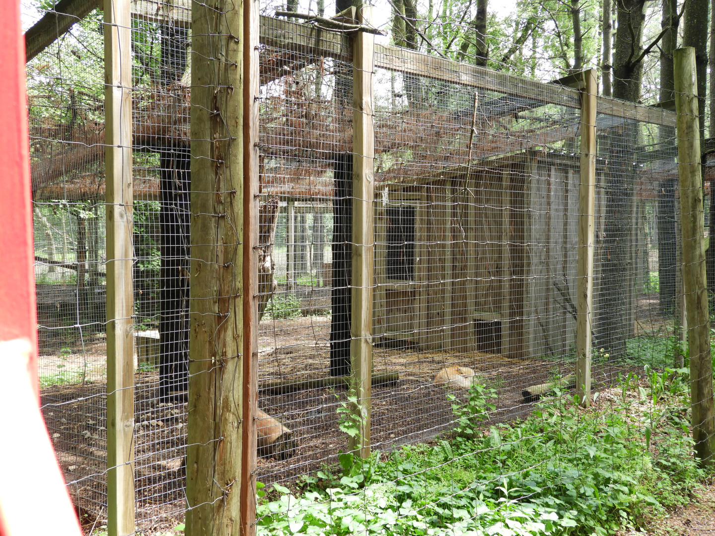 Red Fox exhibit #2 - Wilderness Trail - Animal Gardens Petting Zoo
