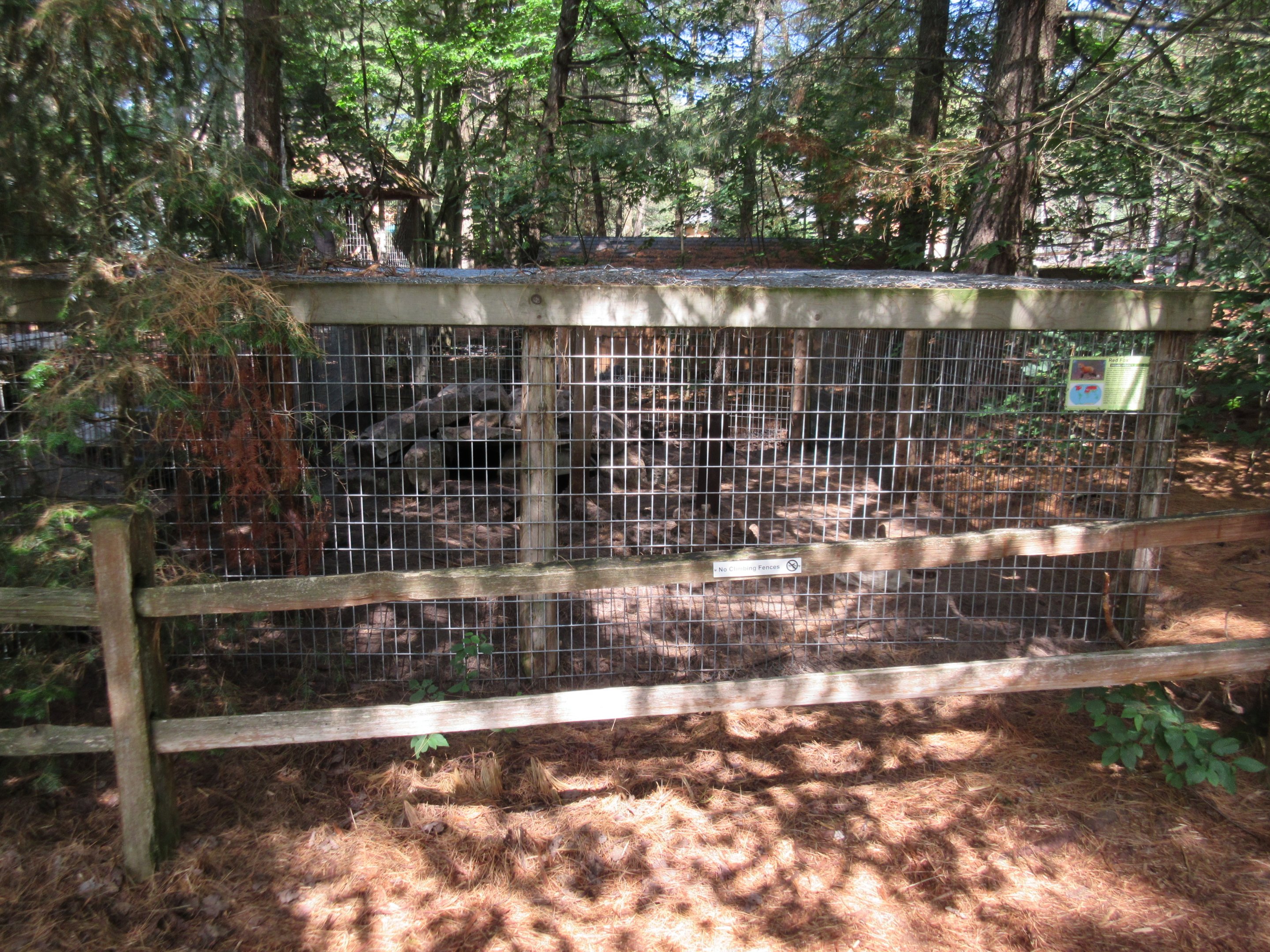 Red Fox Exhibit (a fairly white specimen)
