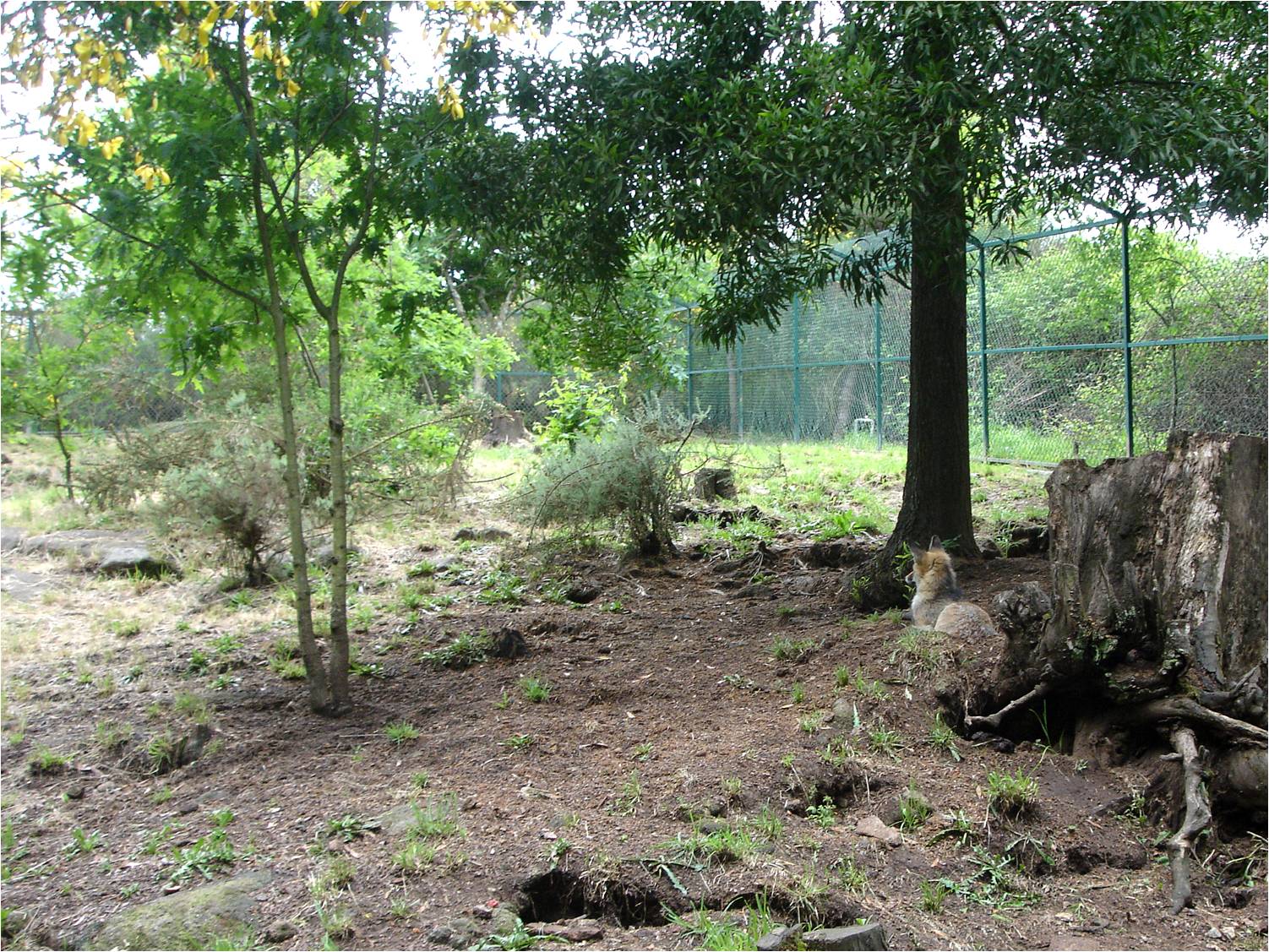 Red Fox Exhibit at Parque Biológico de Gaia, 20/04/11