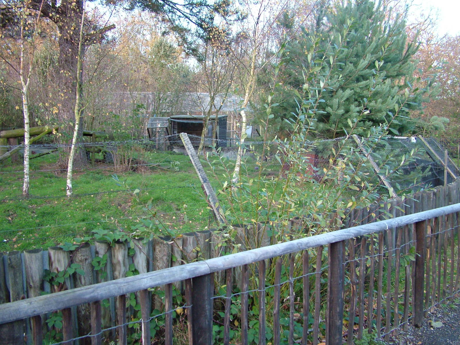 Red Fox exhibit at Wildwood 28/11/09