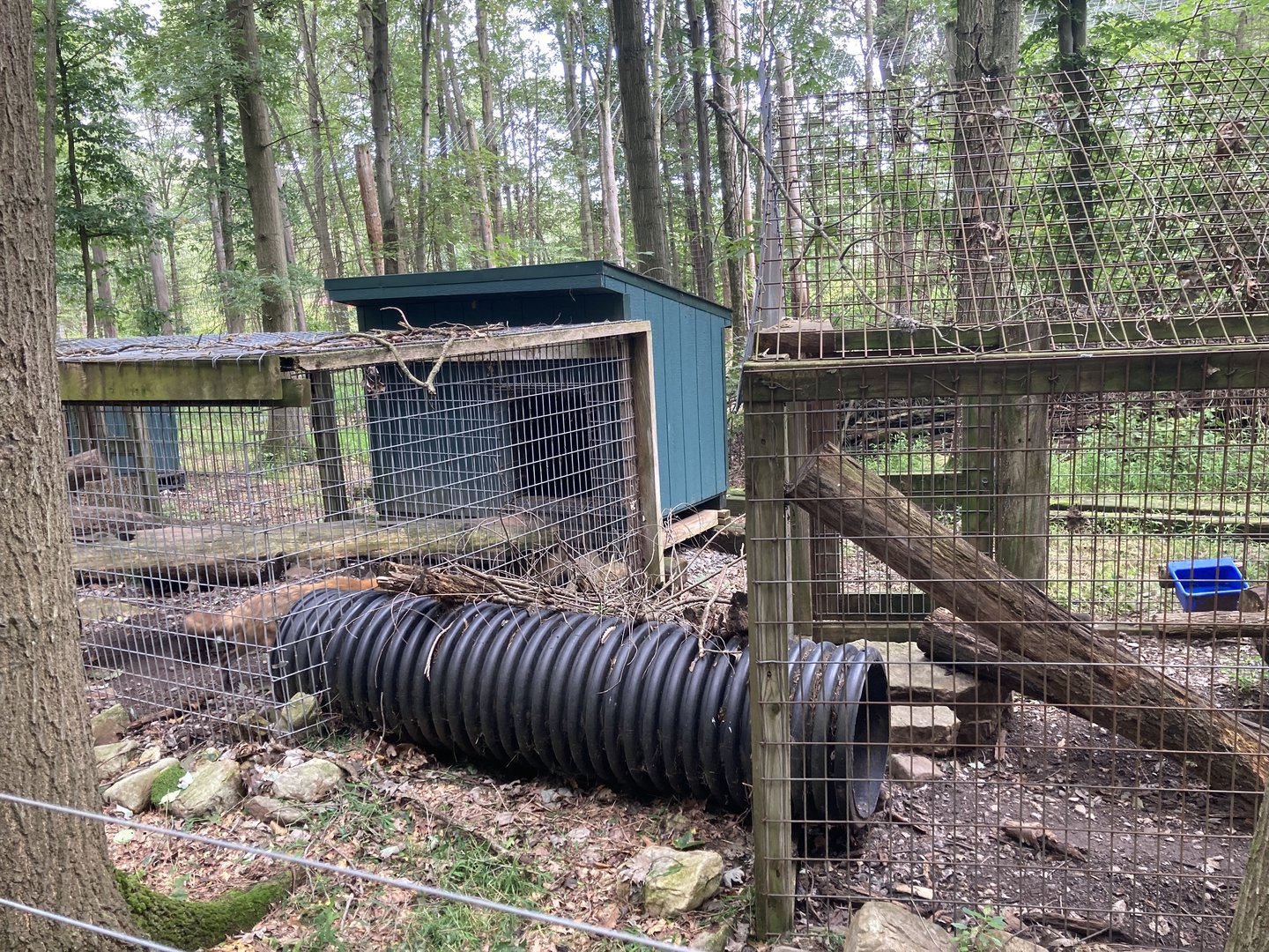 Red Fox exhibit (much longer, with many sections connected by tubes)