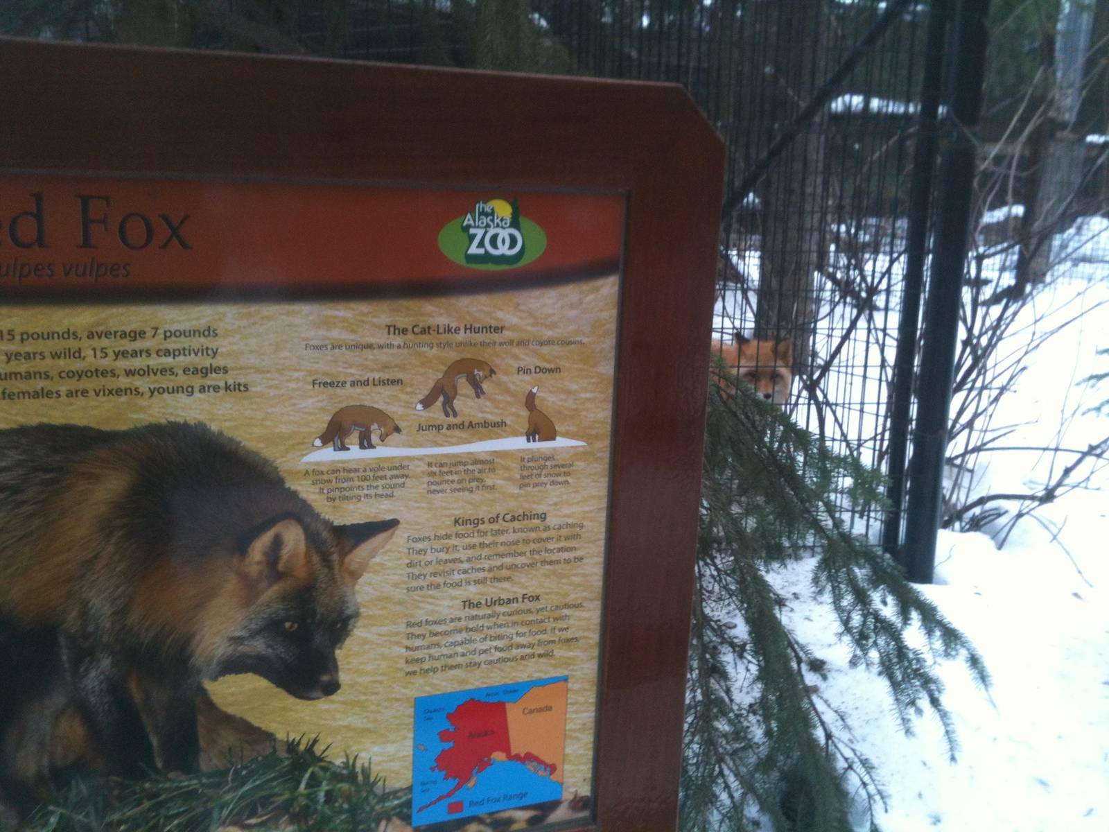 Red Fox - Exhibit & Sign