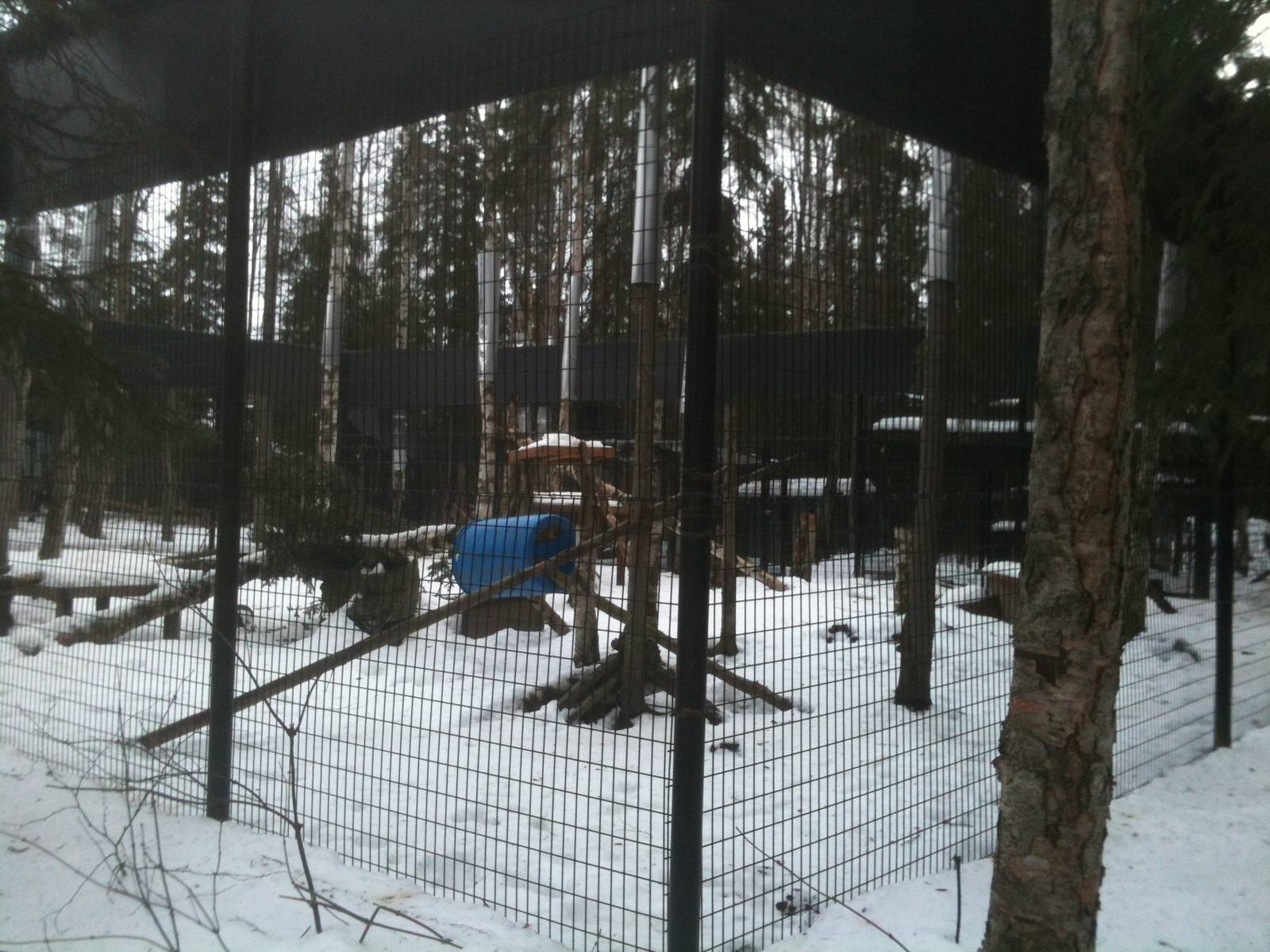 Red Fox Exhibit - Very large for two resident foxes