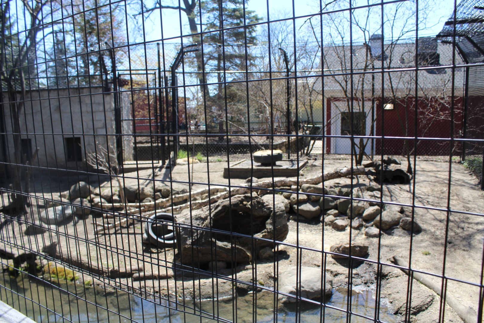 Red Fox Exhibit - Wilds of Illinois