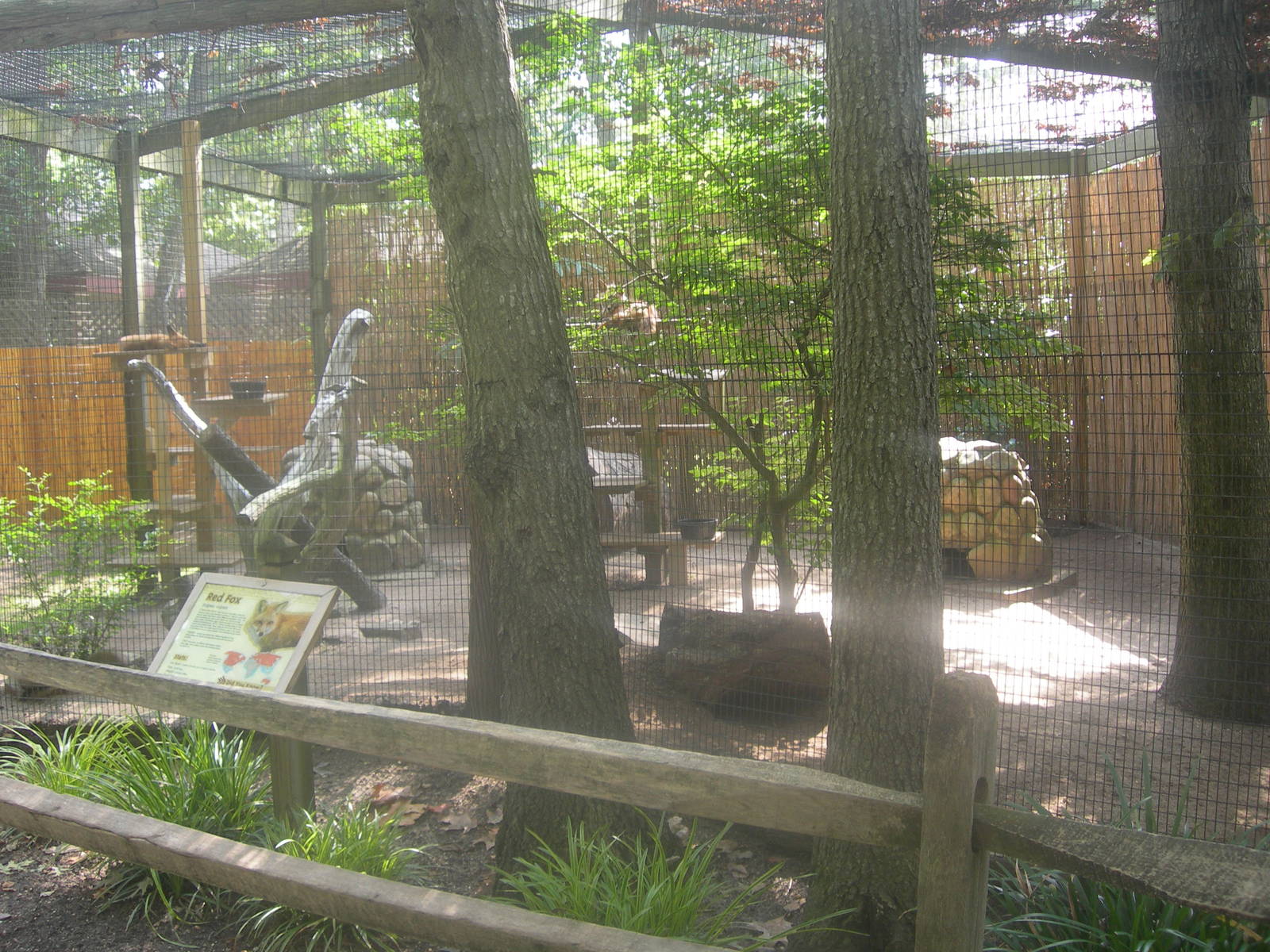 Red Fox exhibit